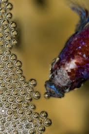 Betta Breeding Breed And Sell Betta Fish For Profit Betta Breeding Betta Fish Care Breeding Betta Fish