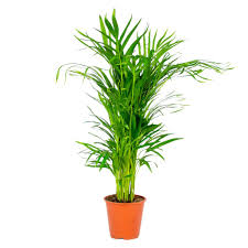 22 free images of areca palme. Dypsis Areca Palme Pro Stuck Kaufland De