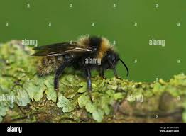 Image result for Bombus campestris
