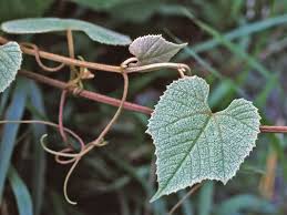 Image result for Vitaceae