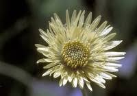 Image result for Berkheya setifera