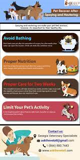 How To Help The Pet Recover After Spaying And Neutering Spay Vet Clinics Pets
