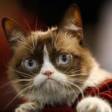 Meet The Grumpy Cat Breed Glamorous Dogs Grumpy Cat Breed Grumpy Cat Rare Cats