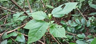 Image result for Alchornea laxiflora