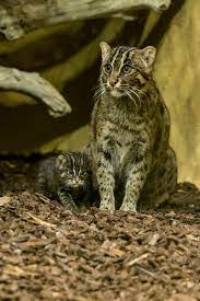 Zooborns Small Wild Cats Cats Cat Birth