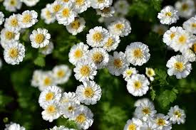 Image result for Tanacetum parthenium