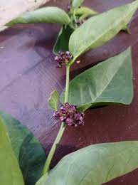 Image result for Vincetoxicum cernuum