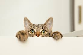 What To Do If You See Blood In Your Cat S Stool All About Cats