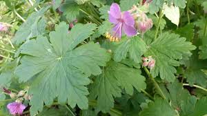 Image result for Chlorophytum macrorrhizum