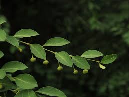 Image result for Flueggea