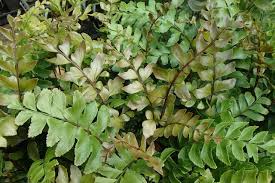 Image result for Didymochlaena