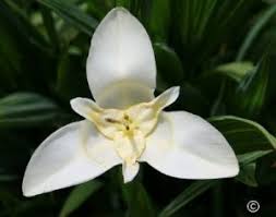 Image result for Gladiolus hollandii