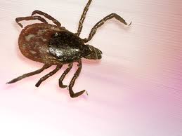 Image result for Tick Paralysis
