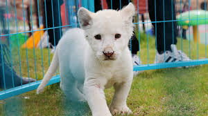 Shop thousands of pictures lion you'll love at wayfair. Rare White Lion Cub Makes Debut In E China Cgtn