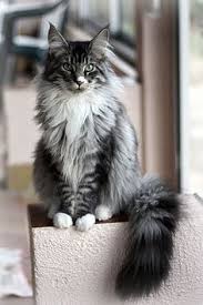 Black And White Maine Coon Cats For Sale Pin On Cat