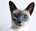 Siamese Cat Names: Recommendations from Experts