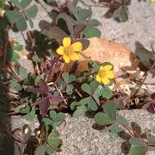 Image result for Oxalis corniculata