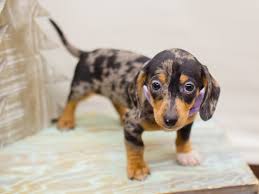Find dachshund puppies and breeders in your area and helpful dachshund information. Visit Our Miniature Dachshund Puppies For Sale Near Valley Center Kansas