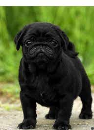 Want To Know More About Black Pugs For Sale Near Me Click The Link For More Do Not Miss Our Web Pages Pug Puppies Black Pug Puppies Baby Pugs