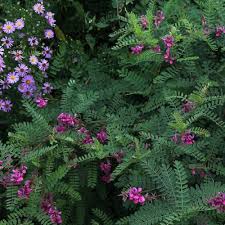 Image result for Indigofera hedyantha