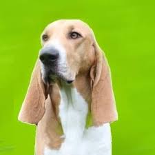 Image result for švycký honič