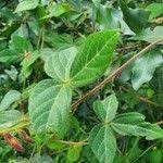 Image result for Rhynchosia usambarensis