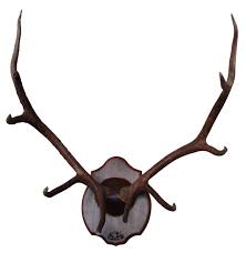We decided we'd like to keep them in their natural form and wanted to wall mount them in a small space in our living room. Skull Clipart 633 650 Transprent Png Free Download Deer Horn Reindeer Cleanpng Kisspng