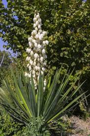 We did not find results for: Transplanting A Yucca When To Move Yuccas In The Landscape
