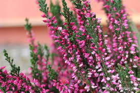 Heidekraut Die Perfekte Deko Pflanze Fur Den Herbst Wohnen Hausxxl Wohnen Hausxxl Pflanzen Blumenkubel Fur Den Herbst Heidekraut