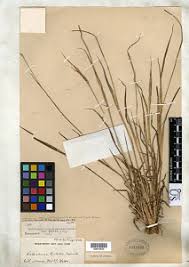 Image result for Andropogon canaliculatus