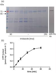 Investigation dna proteins and mutations answers. Characterization Of Filament Forming Ctp Synthases From Arabidopsis Thaliana Abstract Europe Pmc