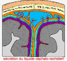 Résultat de recherche d'images pour "céphalo rachidien"