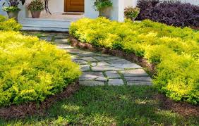Image result for Ligustrum