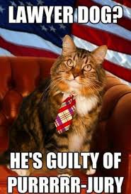 Here are the best ones. Anti Lawyer Dog Cats Cat Run Animals