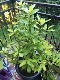 Bay Leaf Plants How To Grow And Care For Bay Laurel Bay Leaf Plant Plants Bay Leaf Tree