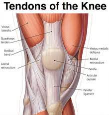Tendons connect muscles to bones. Knee Anatomy