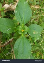 Image result for Synedrella nodiflora