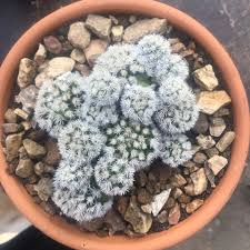 The saguaro cactus lives in the sonoran desert of southern arizona and northwestern mexico. Mammillaria Vetula Ssp Gracillis Mammillaria Arizona Snowcap In Gardentags Plant Encyclopedia