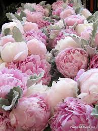 Peonies make wonderful cut flowers, lasting more than a week in a vase. Peonies Flowers Beautiful Flowers Love Flowers