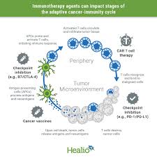 Image result for Immunotherapy