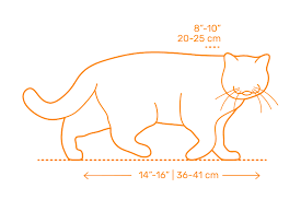 Sign up for a free account to join the warrior cats community and receive the monthly newsletter. Domestic Cats Dimensions Drawings Dimensions Com