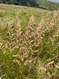 Image result for Eragrostis gummiflua