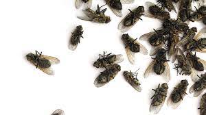 May 10, 2018 · drain flies are small—measuring an eighth of an inch, which is about the size of a fruit fly or a gnat (it's easy to confuse them, as a matter of fact). Cluster Fly Control And Removal Modern Pest