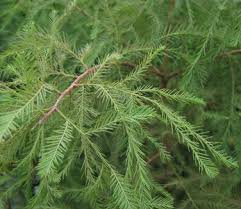 Image result for Taxodium