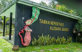 Kledang saiong forest eco park. Kledang Saiong Forest Eco Park Pitcher Plants And A Bird Or Two The Natural Traveller
