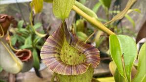 Image result for Nesaea spathulata