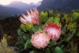 Image result for Protea