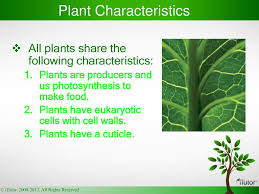 Eukaryotic cells & plants vs. Plant Kingdom T By Itutor Com Ppt Download