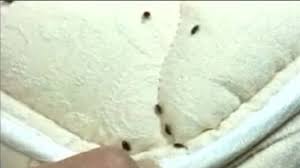 8 طرق منزلية للتخلص من حشرات الفراش الضارة الوطن