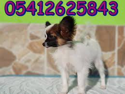 papillon yavru 05412625843 panosundaki pin